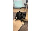 Adopt Sardin a German Shepherd Dog, Mixed Breed