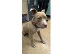 Adopt Randie a Pit Bull Terrier, Mixed Breed