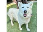 Adopt Astraya a Great Pyrenees, Mixed Breed