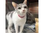 Adopt Tami a Domestic Short Hair