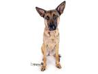 Adopt Iris a German Shepherd Dog, Belgian Shepherd / Malinois