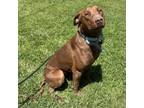 Adopt BREE a Labrador Retriever, Doberman Pinscher