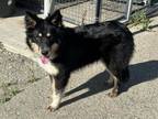 Adopt A131693 a Australian Shepherd