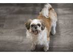 Adopt Cindy a Shih Tzu