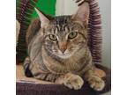 Adopt Canary Houston a Domestic Short Hair