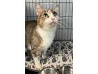 Adopt 2024-41 Linda Lee bonded with Harry Brown a Domestic Short Hair