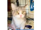 Adopt 2024-41 Linda Lee bonded with Harry Brown a Domestic Short Hair