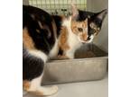 Adopt Willow a Calico