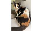 Adopt Wendy a Calico