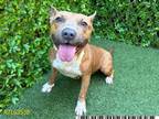 Adopt BROWN a Pit Bull Terrier