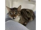 Adopt Abigail a Tabby