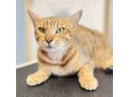 Adopt Sienna a Domestic Short Hair