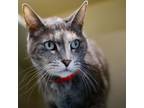 Adopt Vera a Domestic Short Hair