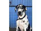 Adopt Venus a Great Dane