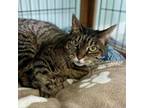 Adopt Mae Mae a American Shorthair