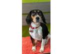 Adopt Dolly / Lucy a Beagle