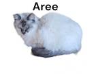 Adopt Aree a Siamese