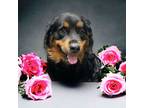 Adopt Baby a Rottweiler, Australian Shepherd