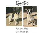 Adopt Rosalie a Shepherd, Mixed Breed