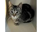 Adopt Bridget a Domestic Short Hair