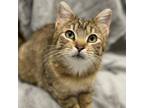 Adopt Cutie Pie a Domestic Short Hair