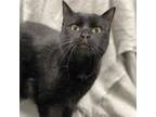 Adopt June a Domestic Short Hair