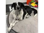 Adopt Ivy a Cattle Dog, Border Collie