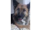 Adopt Savi a Husky, German Shepherd Dog