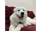 Adopt Emmy Lou a Great Pyrenees, Mixed Breed