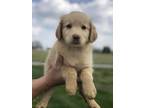 Adopt Hollywood a Golden Retriever, Mixed Breed