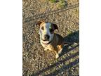 Adopt Marcia a Pit Bull Terrier, Hound
