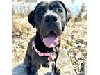 Adopt Yin a Cane Corso, Mixed Breed