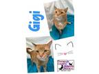 Adopt Gigi a Domestic Short Hair