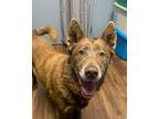 Adopt Antoinette a Australian Shepherd, Shepherd