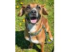 Adopt Lavender a Black Mouth Cur, Mixed Breed