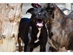 Adopt Mela a Pit Bull Terrier