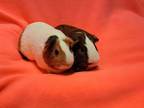 Adopt Daphne and Dalia a Guinea Pig