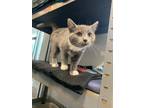 Adopt Brittney a Domestic Short Hair