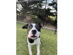 Adopt Hattie a Pit Bull Terrier, Mixed Breed