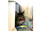 Adopt FRISCO a Domestic Short Hair