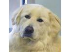 Adopt Mary K a Great Pyrenees