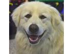 Adopt Nibbles a Great Pyrenees