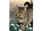 Adopt Elsie a Domestic Short Hair