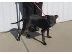 Adopt JANE a Pit Bull Terrier, Mixed Breed