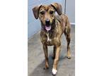 Adopt Bell (HW-) a Mixed Breed