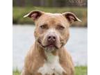 Adopt Lucy a Pit Bull Terrier