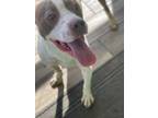 Adopt Mena a Pit Bull Terrier