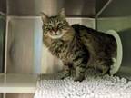 Adopt Emmy a Domestic Long Hair, Domestic Short Hair