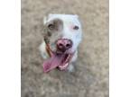 Adopt Julep a Pit Bull Terrier, Mixed Breed