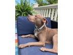 Adopt Praline (Underdog in Foster) a Pit Bull Terrier, Mixed Breed